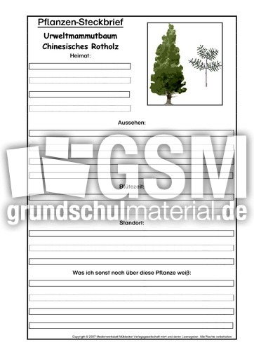Pflanzensteckbrief-Urweltmammutbaum.pdf